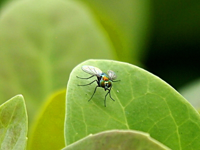 [The fly stands on a round thick green leaf making its dark legs visible. The fly has large greenish-brown eyes which appear to be half-moon shape rather than round. It seems to have a pointy triangular nose hanging from the bottom of its head. Its wings are clear.  The body is an irridescent blue with orange just behind the head.]